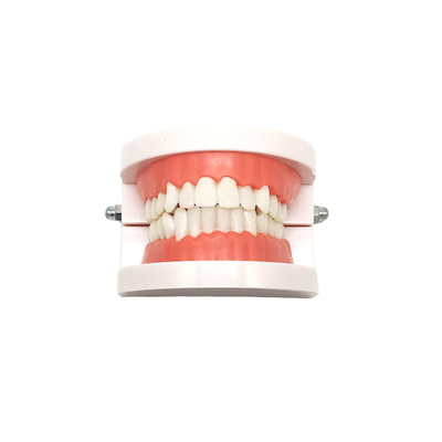 Zahnmodell Dental Functional Appliance Lehre Prothese Oral Model