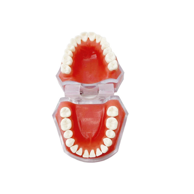Dentalmaterialien Abnehmbare Zahnmodelle Lernen, wie man Zahnextraktion übt