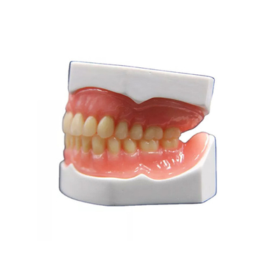Realistisches Form-Zirkoniumdioxid-zahnmedizinische Krone, die Modell des Gebiss-3D herstellt